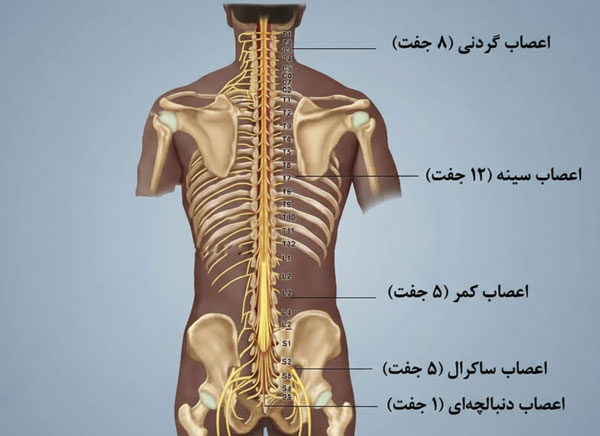 اعصاب ستون فقرات