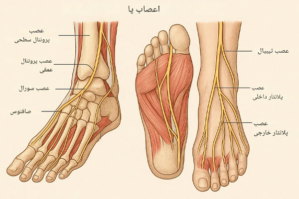 اعصاب در آناتومی پا