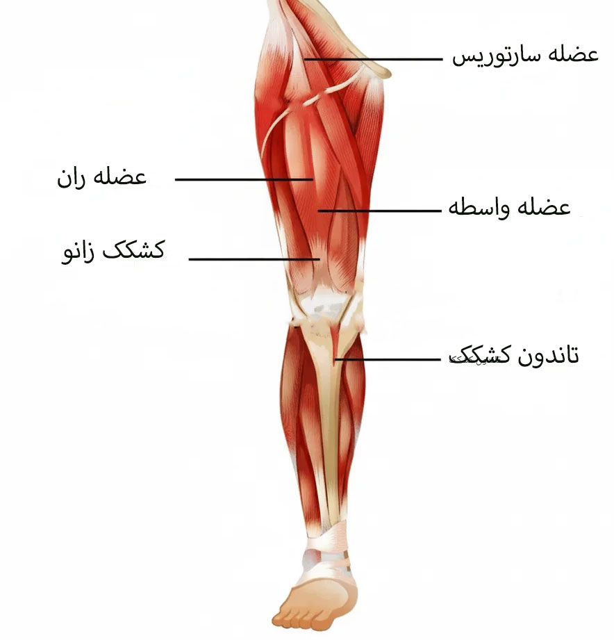 آناتومی عضلات پا