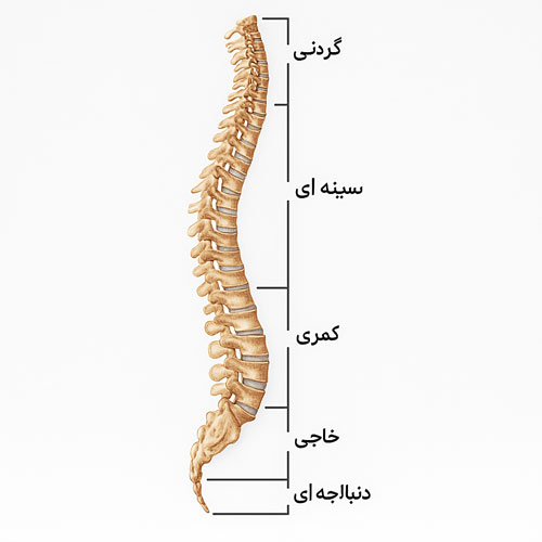 آناتومی ستون فقرات