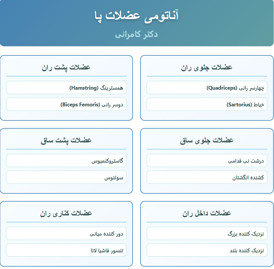 آناتومی عضلات پا