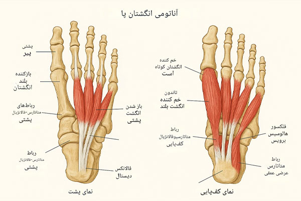 آناتومی انگشتان پا