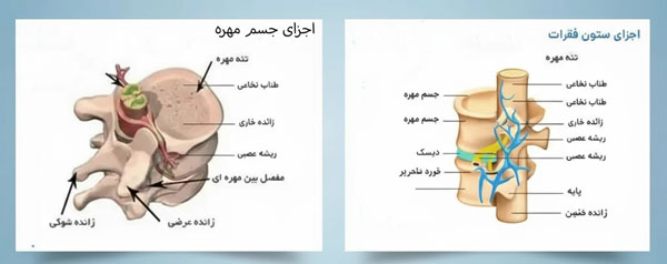 آناتومی ستون فقرات