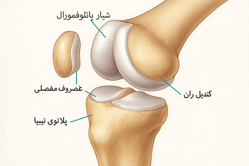 دو آناتومی زانو