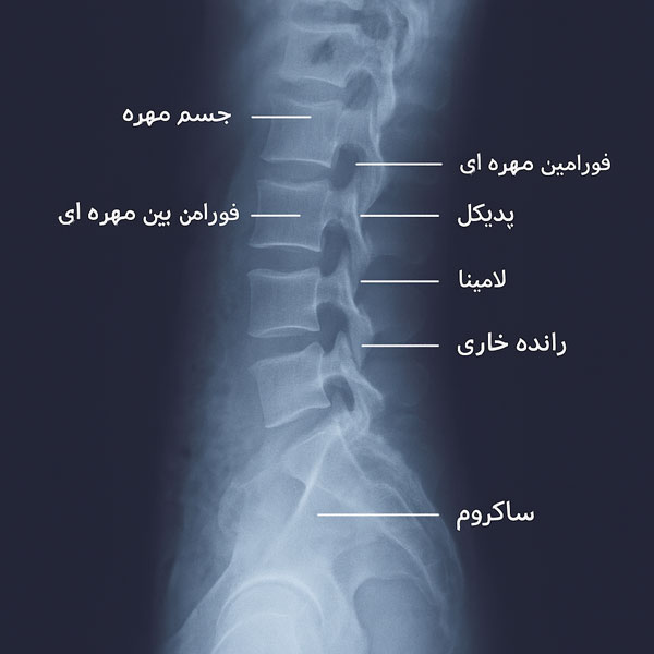 آناتومی ستون فقرات