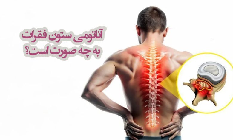 آناتومی ستون فقرات