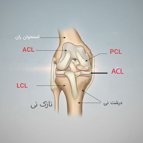 صلیب اناتومی زانو