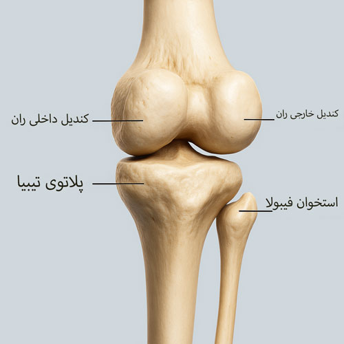 فیبولا آناتومی استخوان
