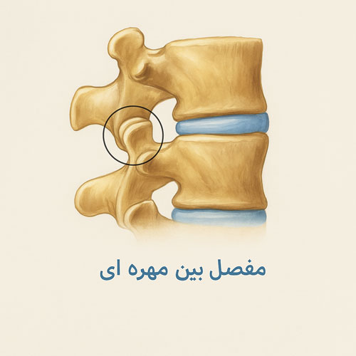 مفصل بین مهره ای