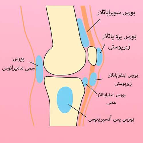 مفصل-بورس بورس زانو