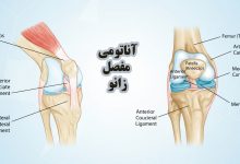 آناتومی مفصل زانو