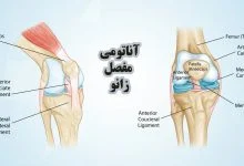 آناتومی مفصل زانو