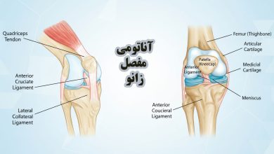 آناتومی مفصل زانو
