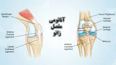 آناتومی مفصل زانو