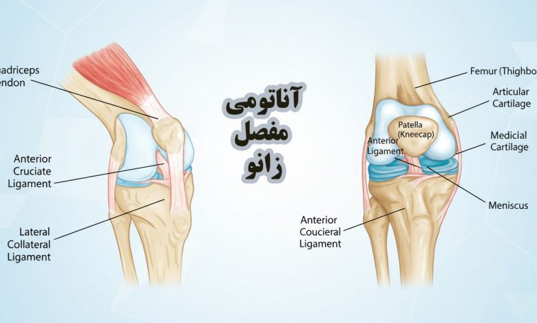 آناتومی مفصل زانو