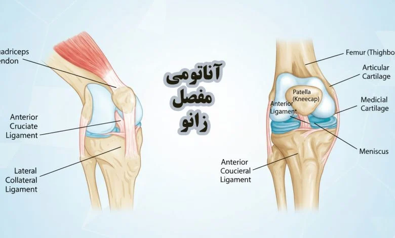 آناتومی مفصل زانو