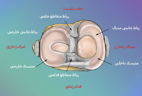 مینیسک مینیسک زانو