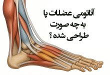 آناتومی عضلات پا