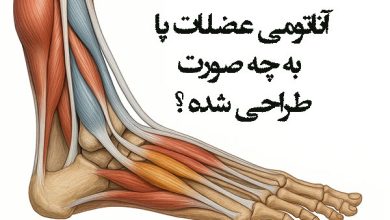 آناتومی عضلات پا