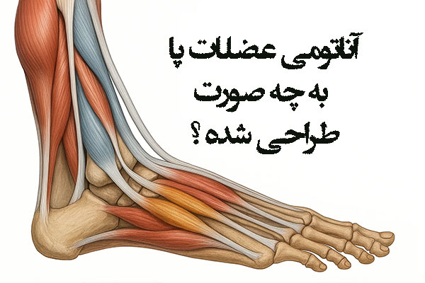 آناتومی عضلات پا