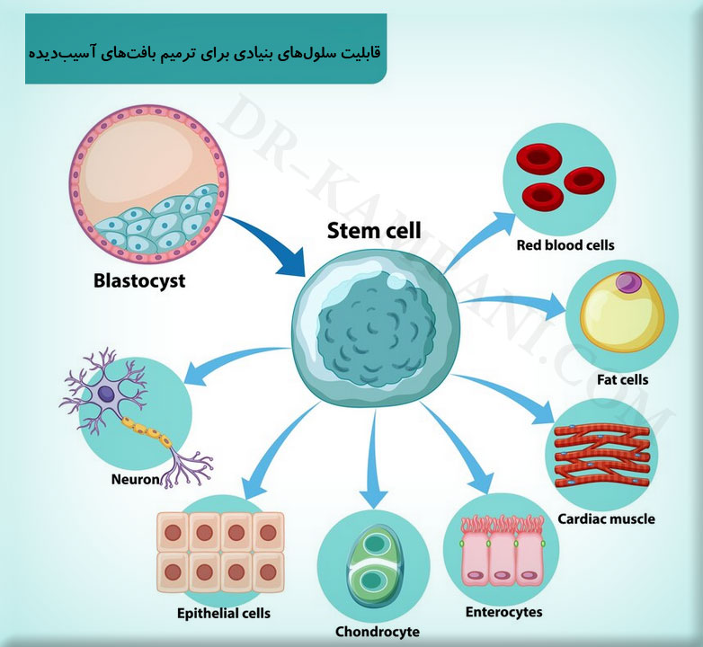 قابلیت سلول‌های بنیادی برای ترمیم بافت‌های آسیب‌دیده